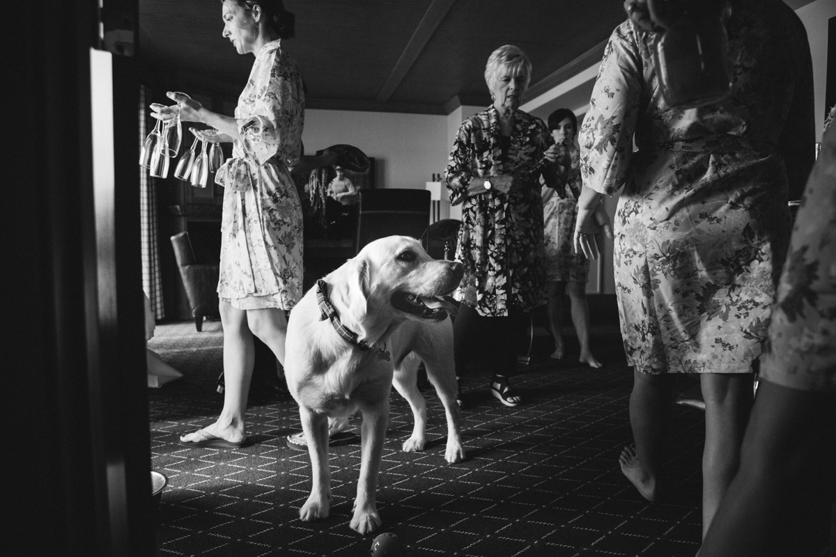 Dog looks on during pre-wedding bridal time at the Edgewater Hotel in Seattle, Washington. Fall 2016
